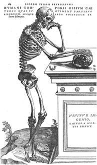 Vesalius Illustration